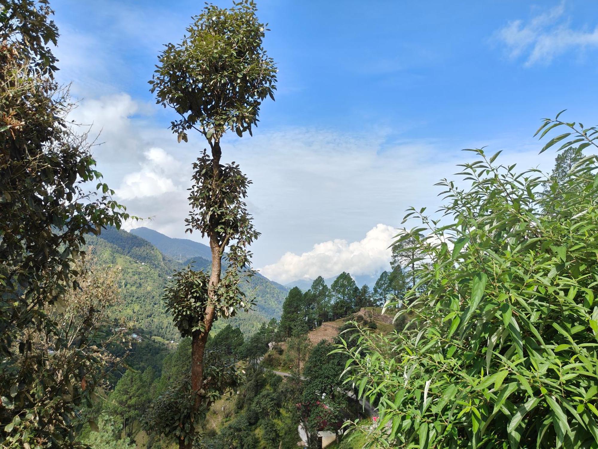Himwanderer Camps & Cottages Pangot Nainital Zewnętrze zdjęcie