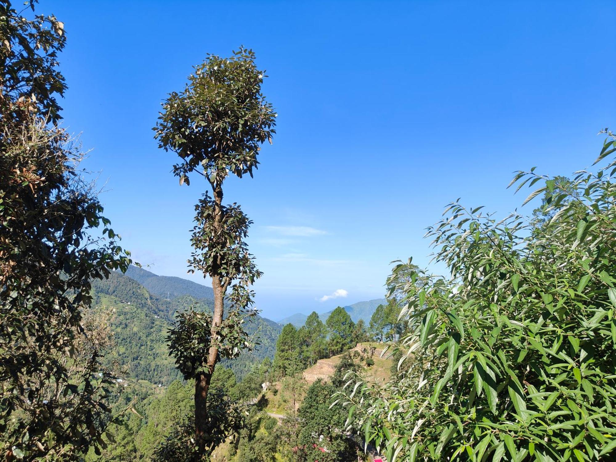 Himwanderer Camps & Cottages Pangot Nainital Zewnętrze zdjęcie