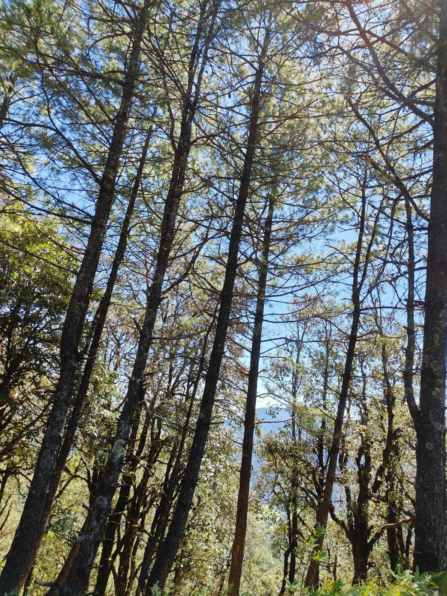Himwanderer Camps & Cottages Pangot Nainital Zewnętrze zdjęcie